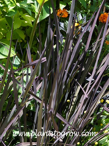 Black Madras Ornamental Rice (Oryza sativa)